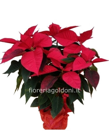 STELLA DI NATALE